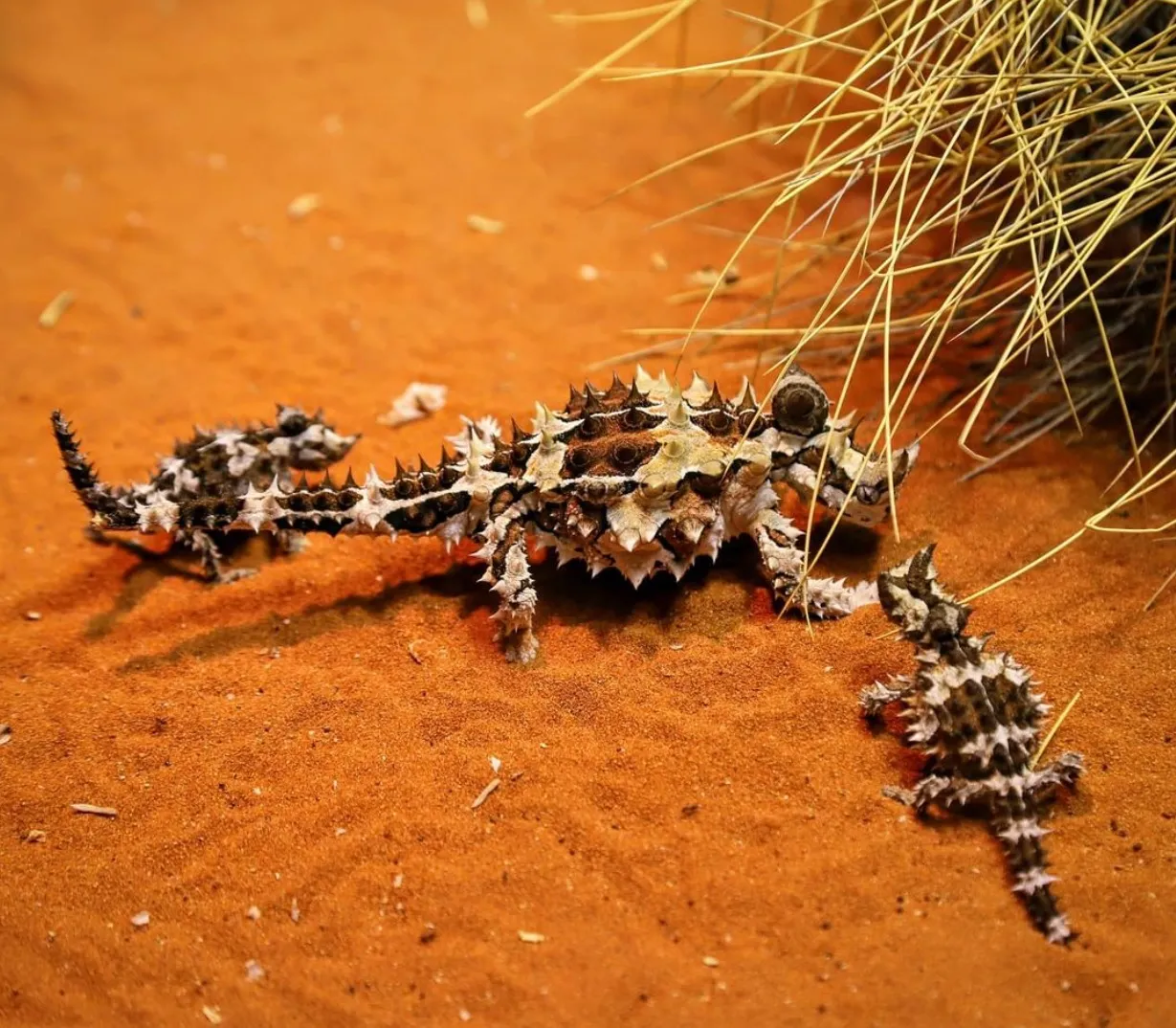 Alice Springs Desert Park