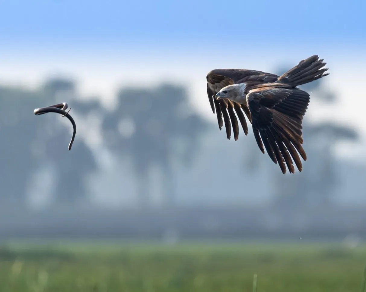 Brahminy Kite