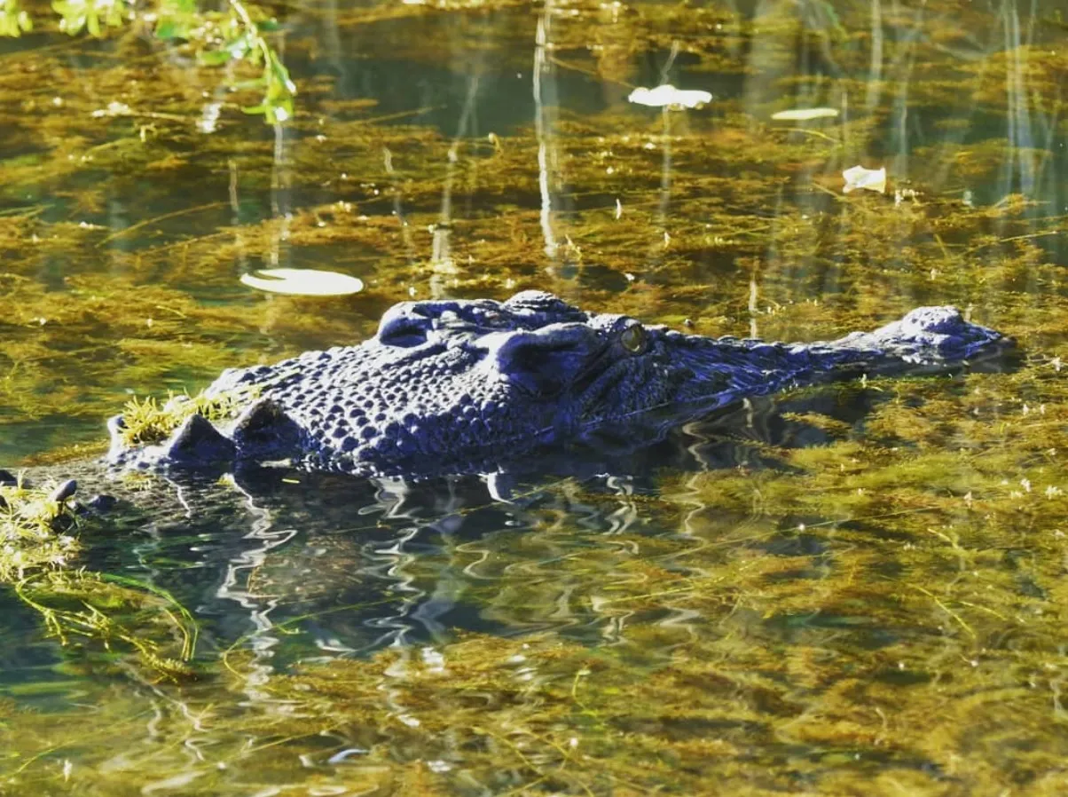 freshwater crocodiles