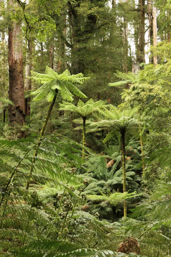 Otway Rainforest