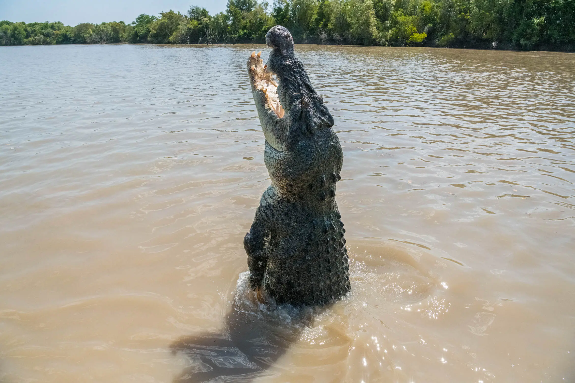 adelaide river croc tours