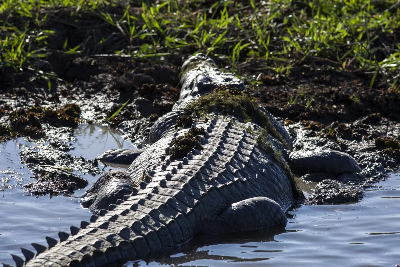 best jumping crocodile tour darwin