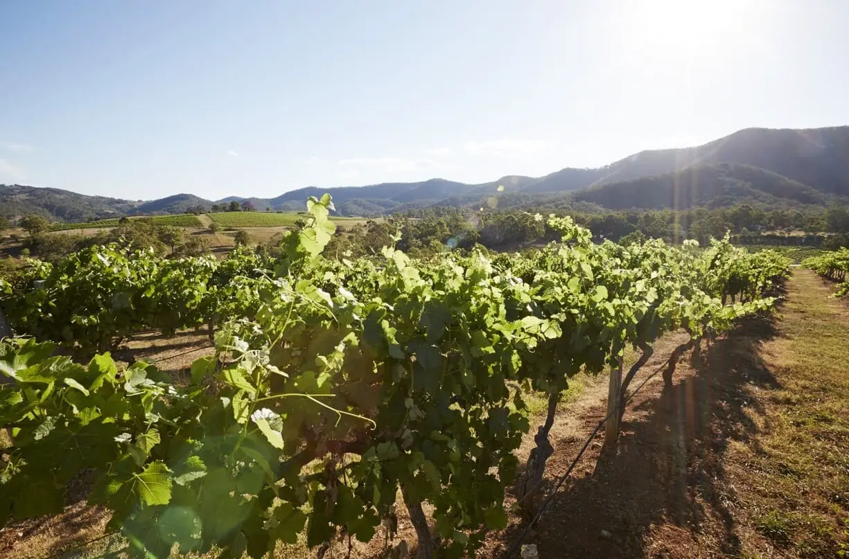 cheap hunter valley tours