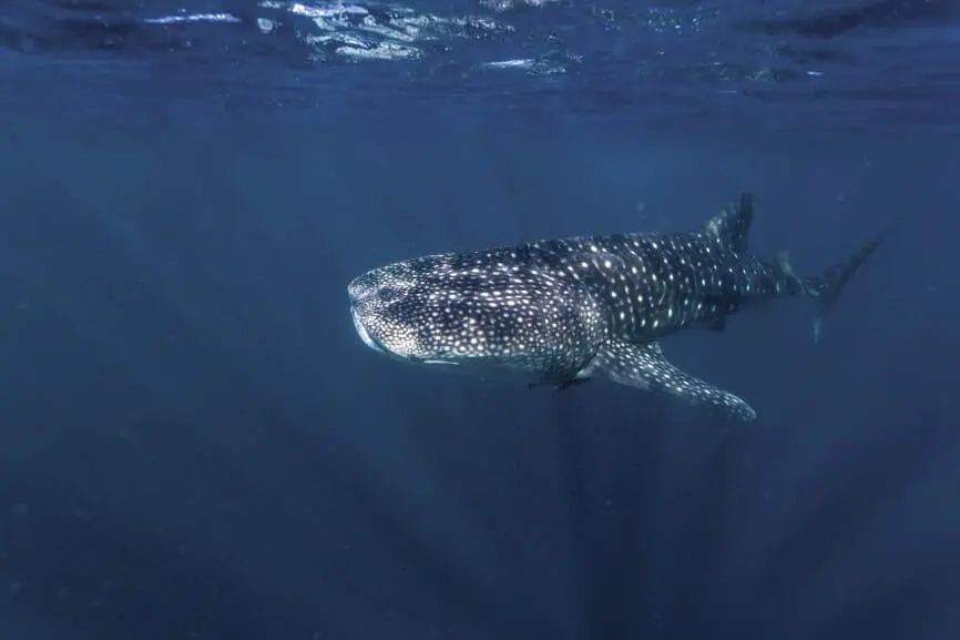 coral bay whale shark tours