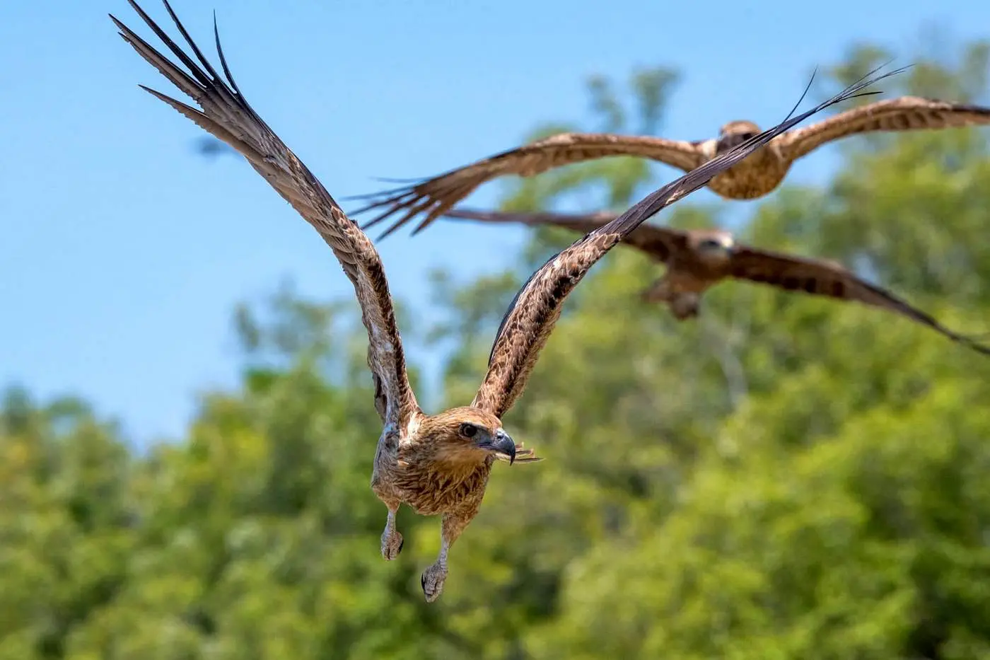 crocodile tours darwin