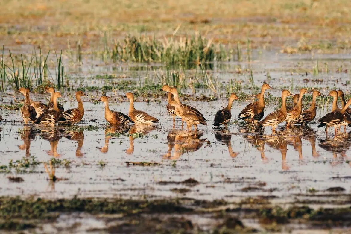 darwin to kakadu tours