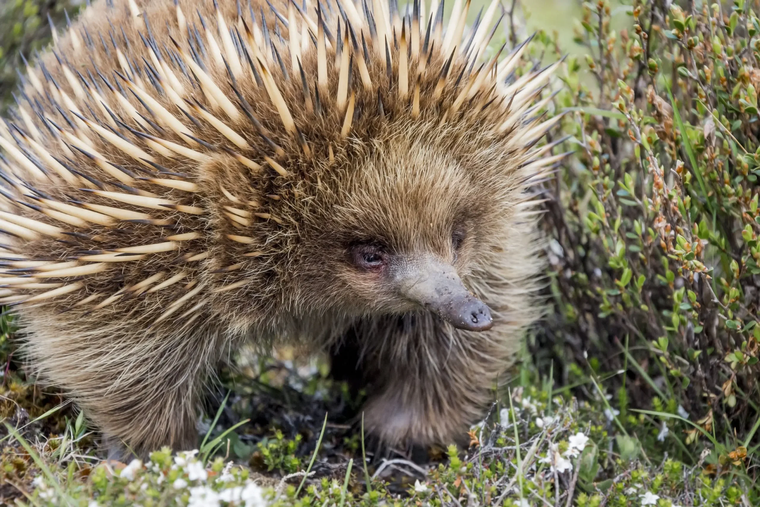great ocean road one day tour