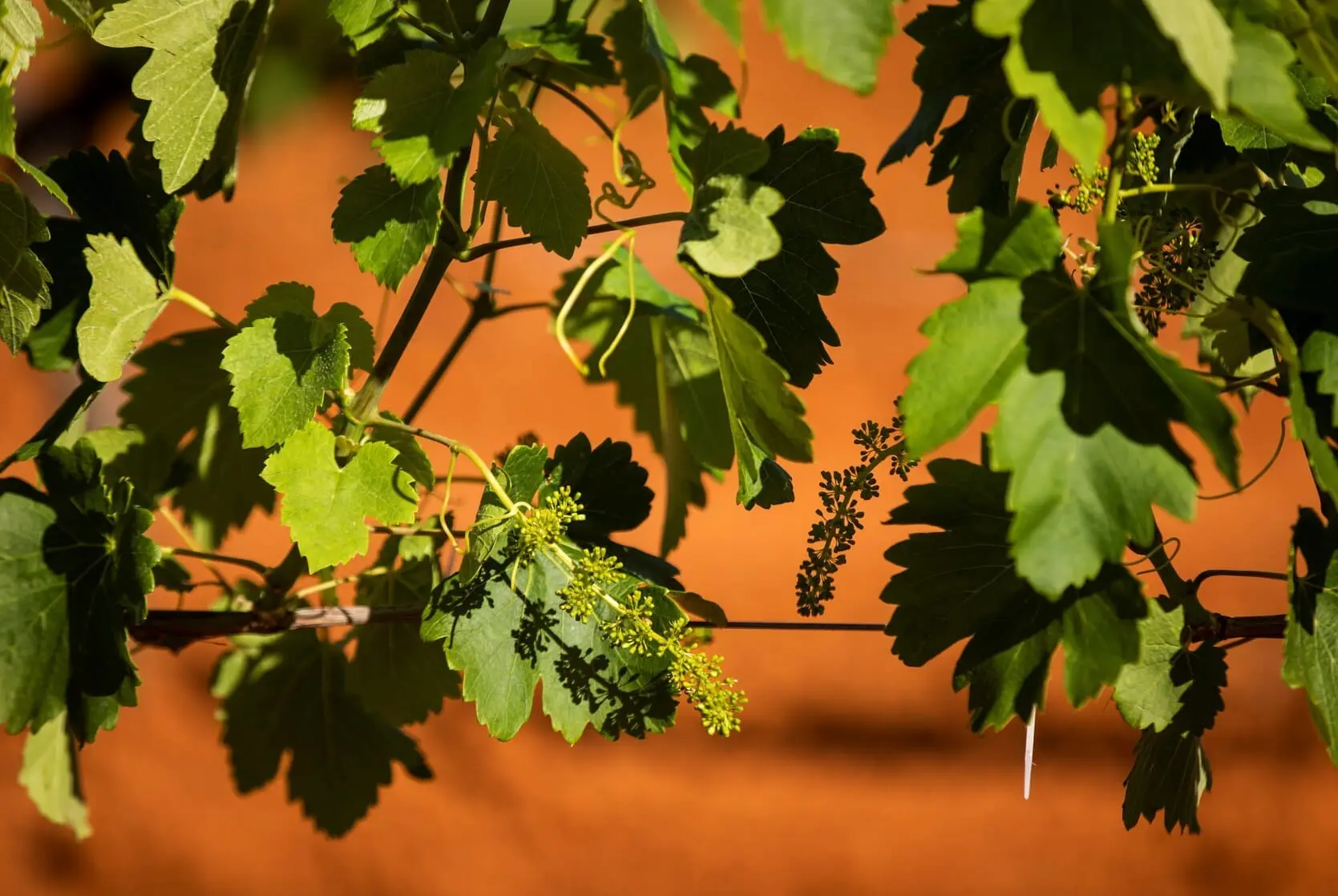 hunter valley tour