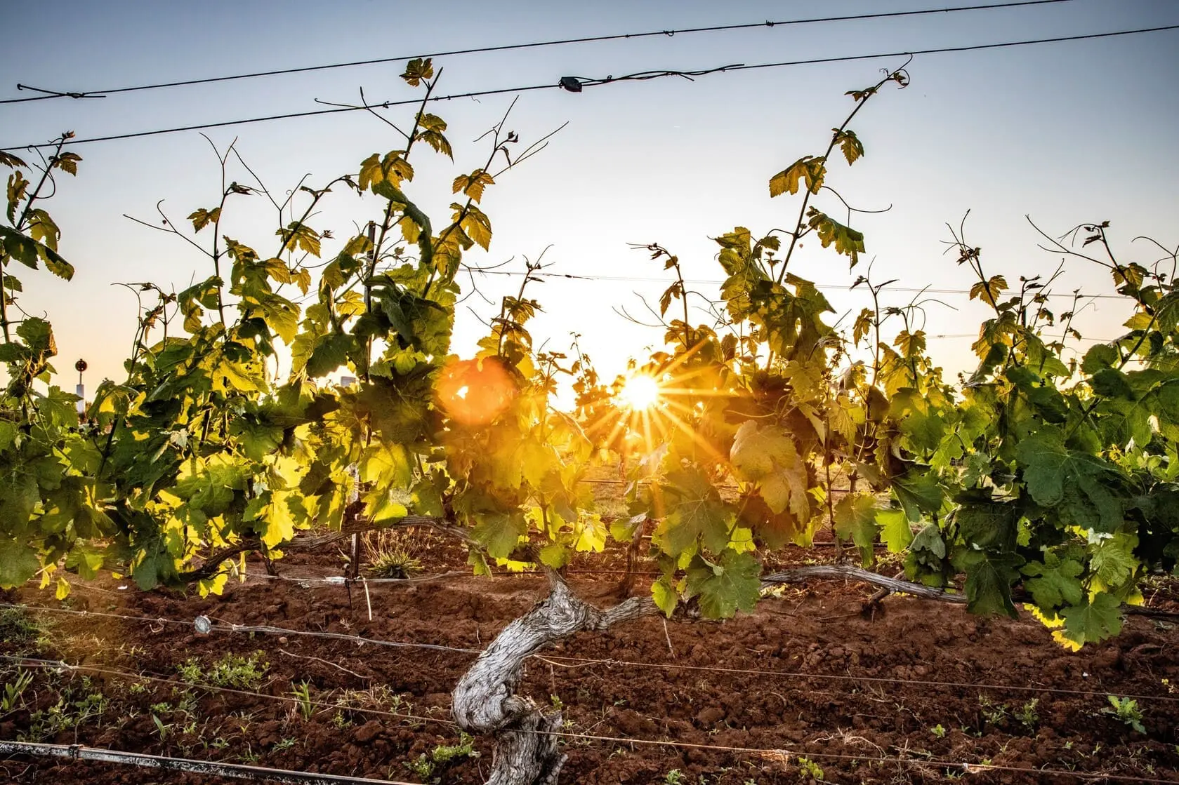 hunter valley wine tour packages