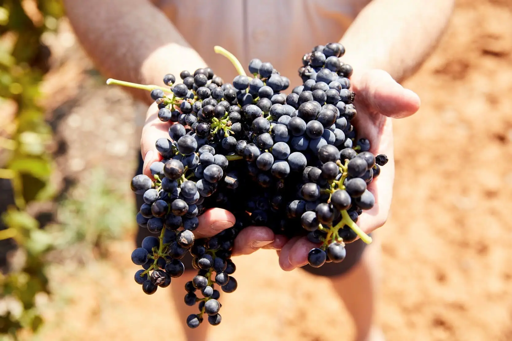 hunter valley wine tour