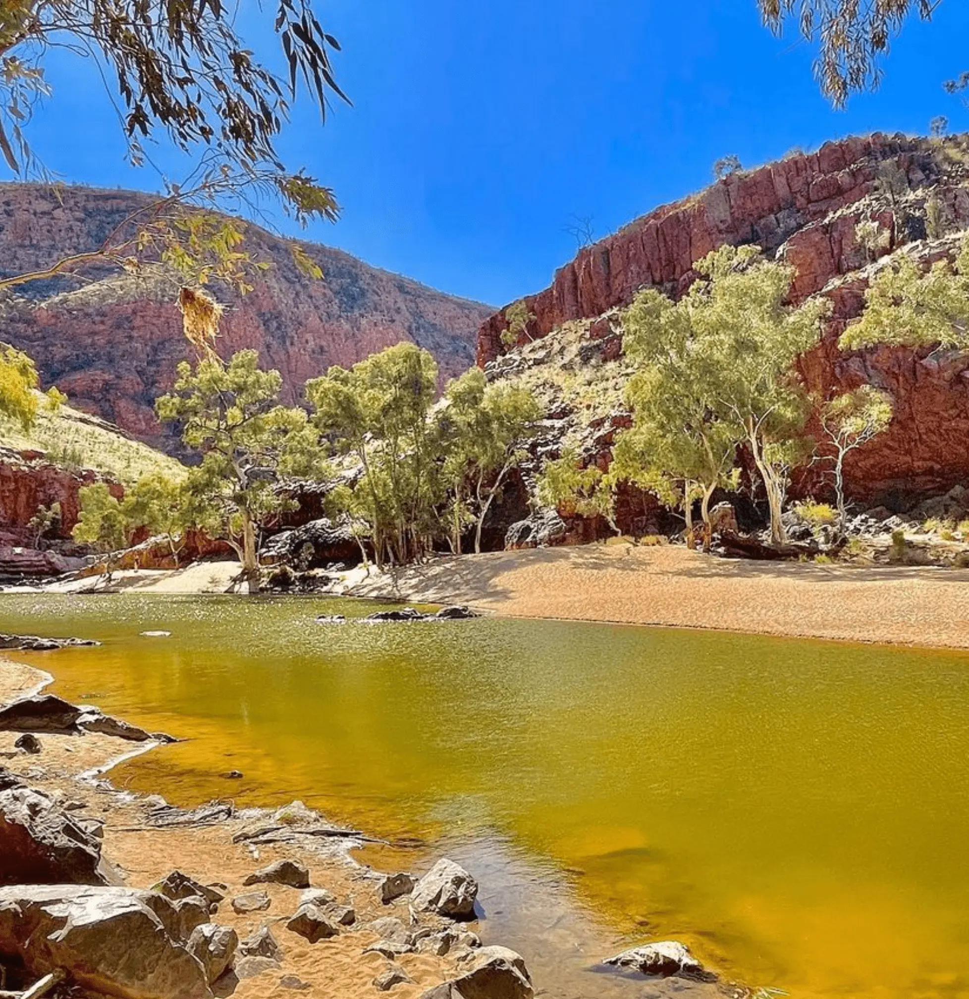 larapinta guided walks