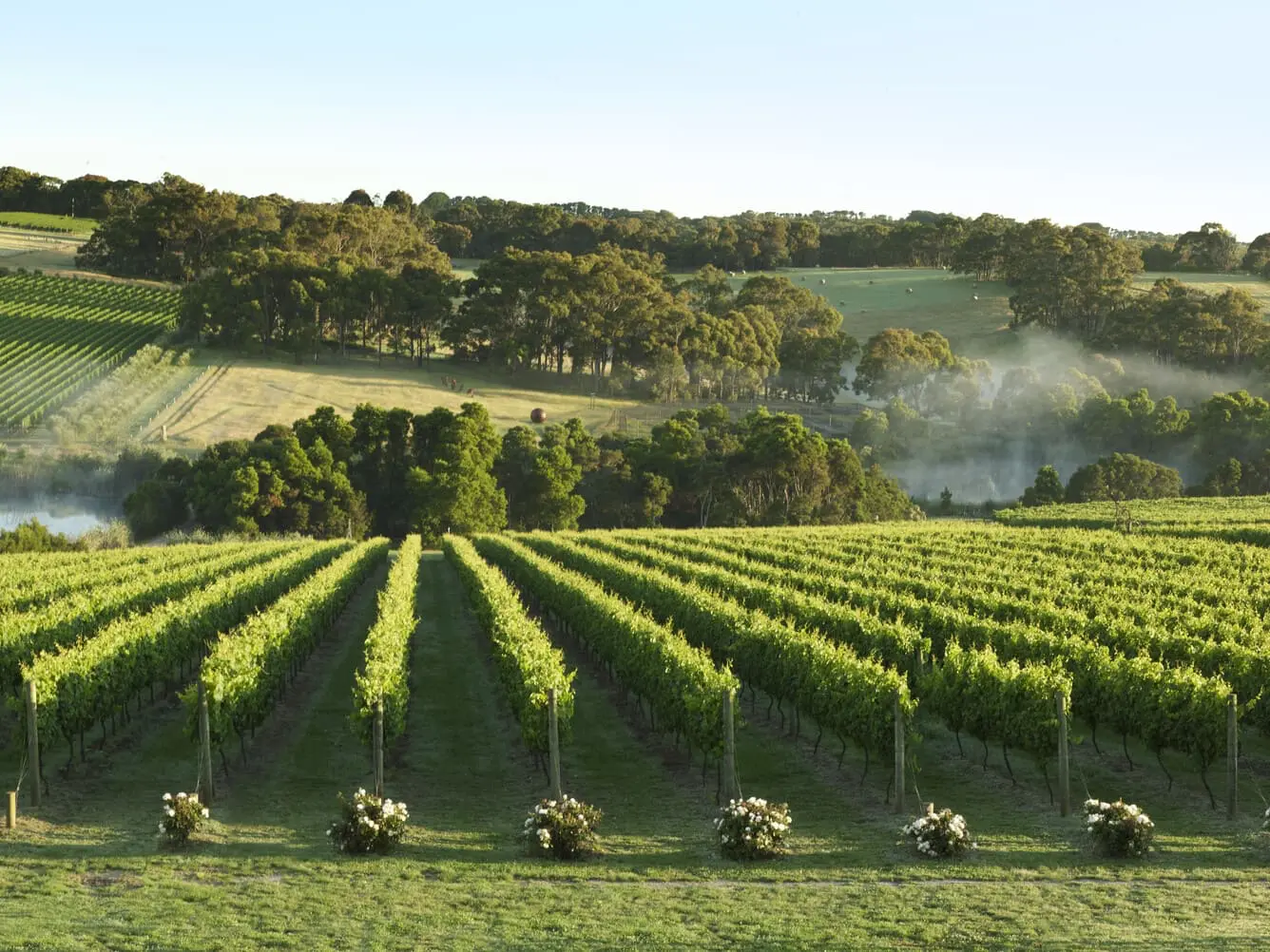 mornington peninsula wine tours