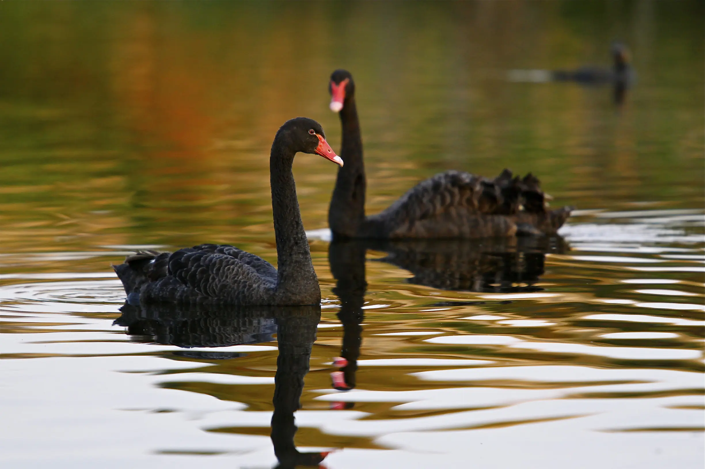 penguin parade tour melbourne