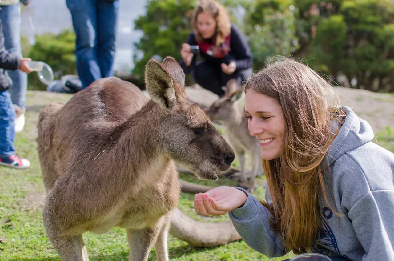 penguin parade tours