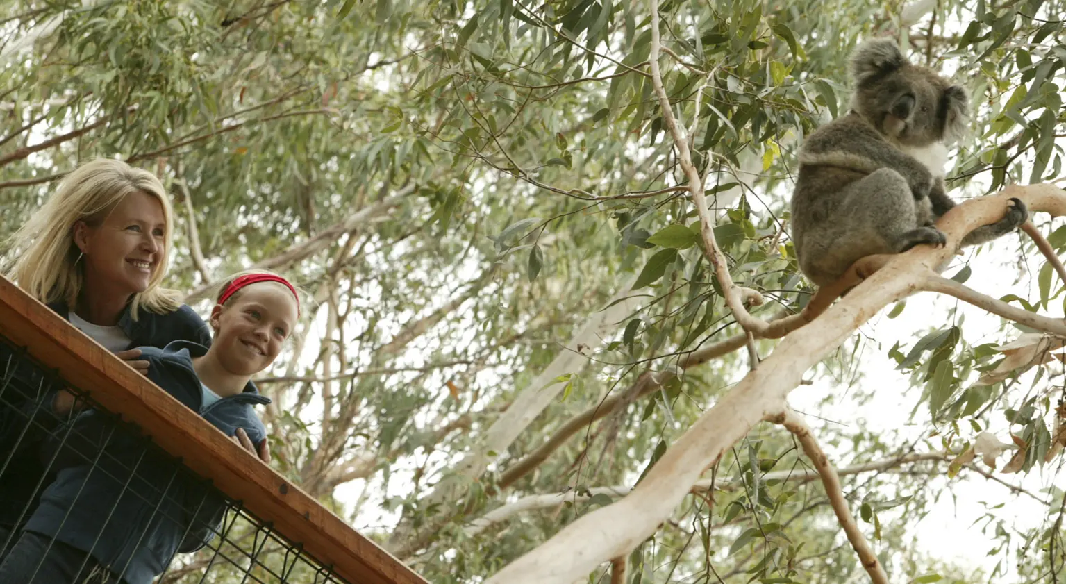 phillip island penguin parade tour