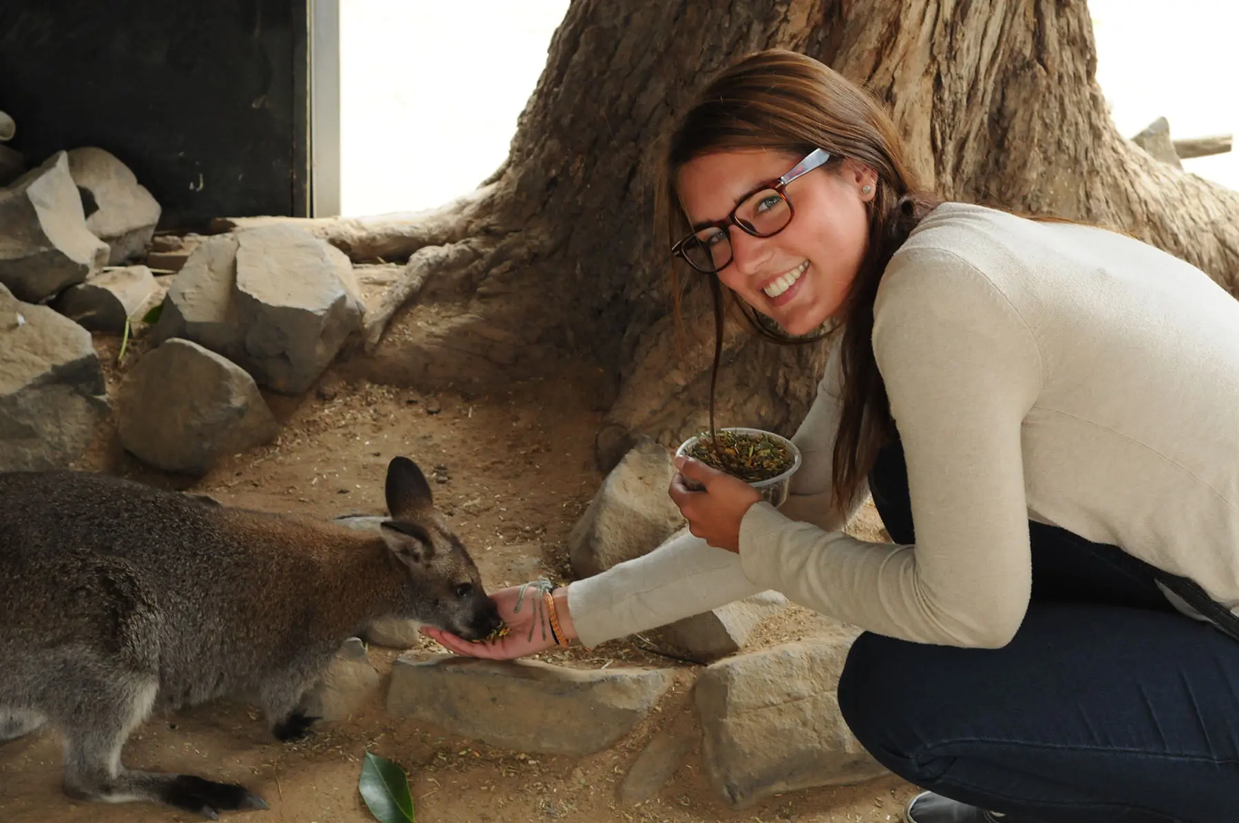 phillip island penguin parade
