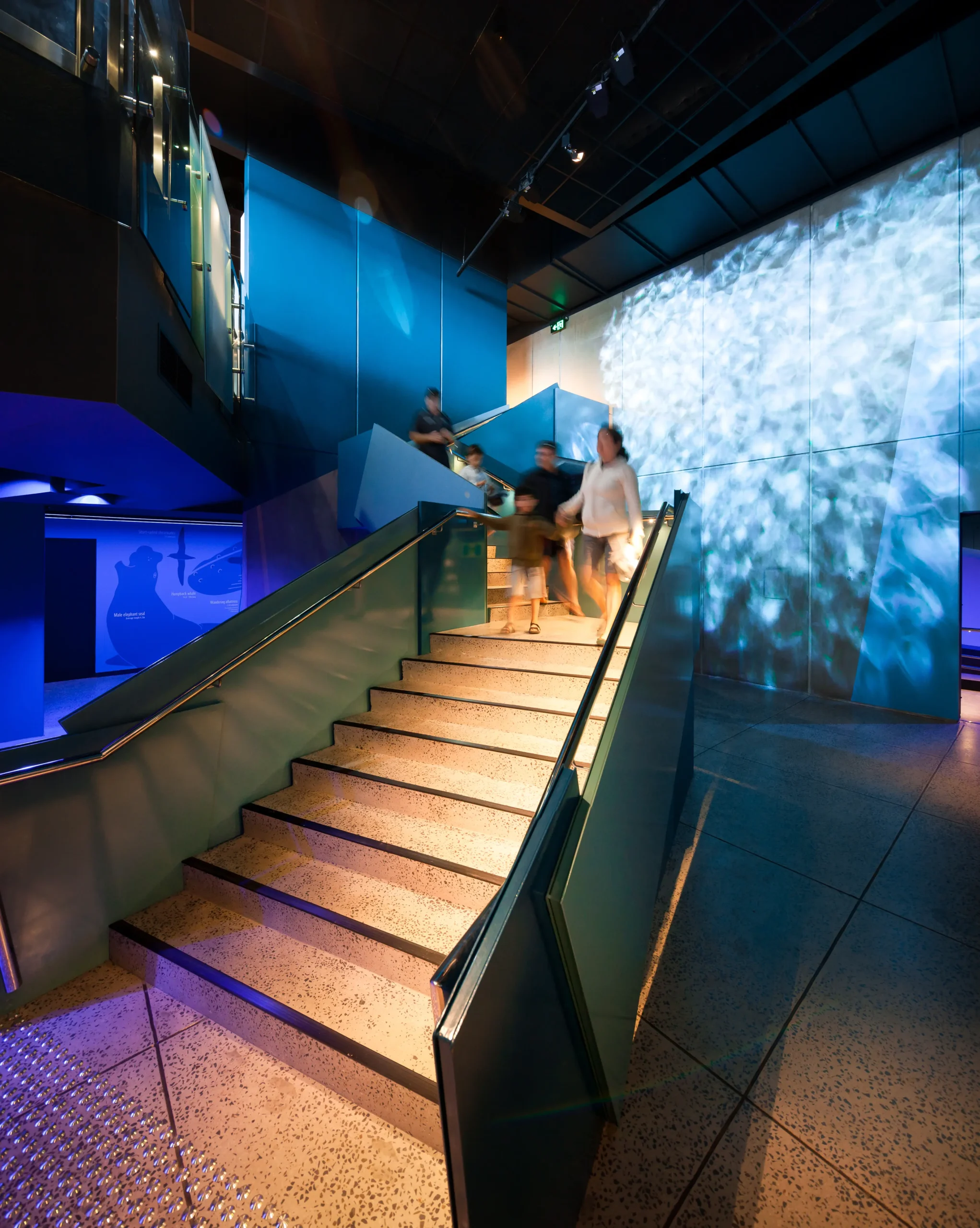 phillip island penguins