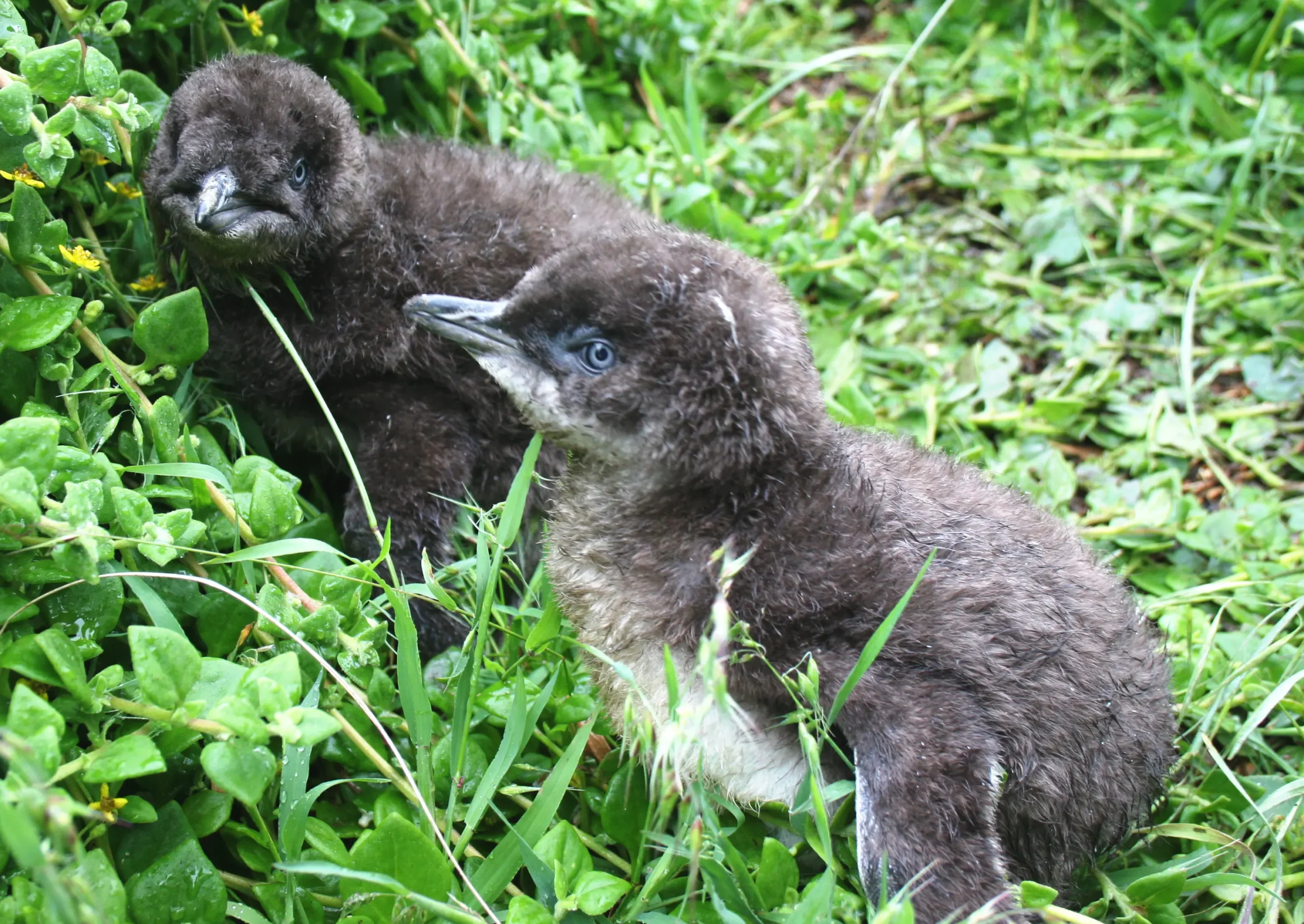 phillip island tour package