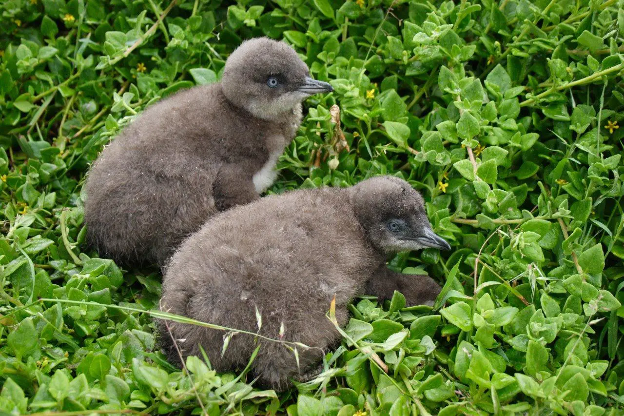 phillip island trips