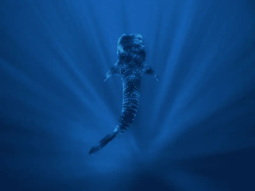 snorkel tour exmouth