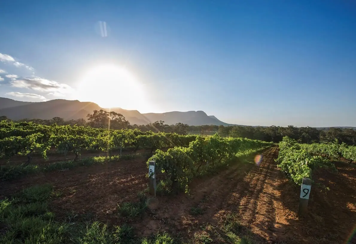 vineyard tours hunter valley
