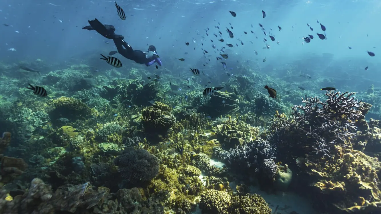 whale shark tours coral bay