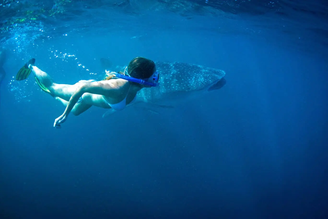 whale shark tours exmouth