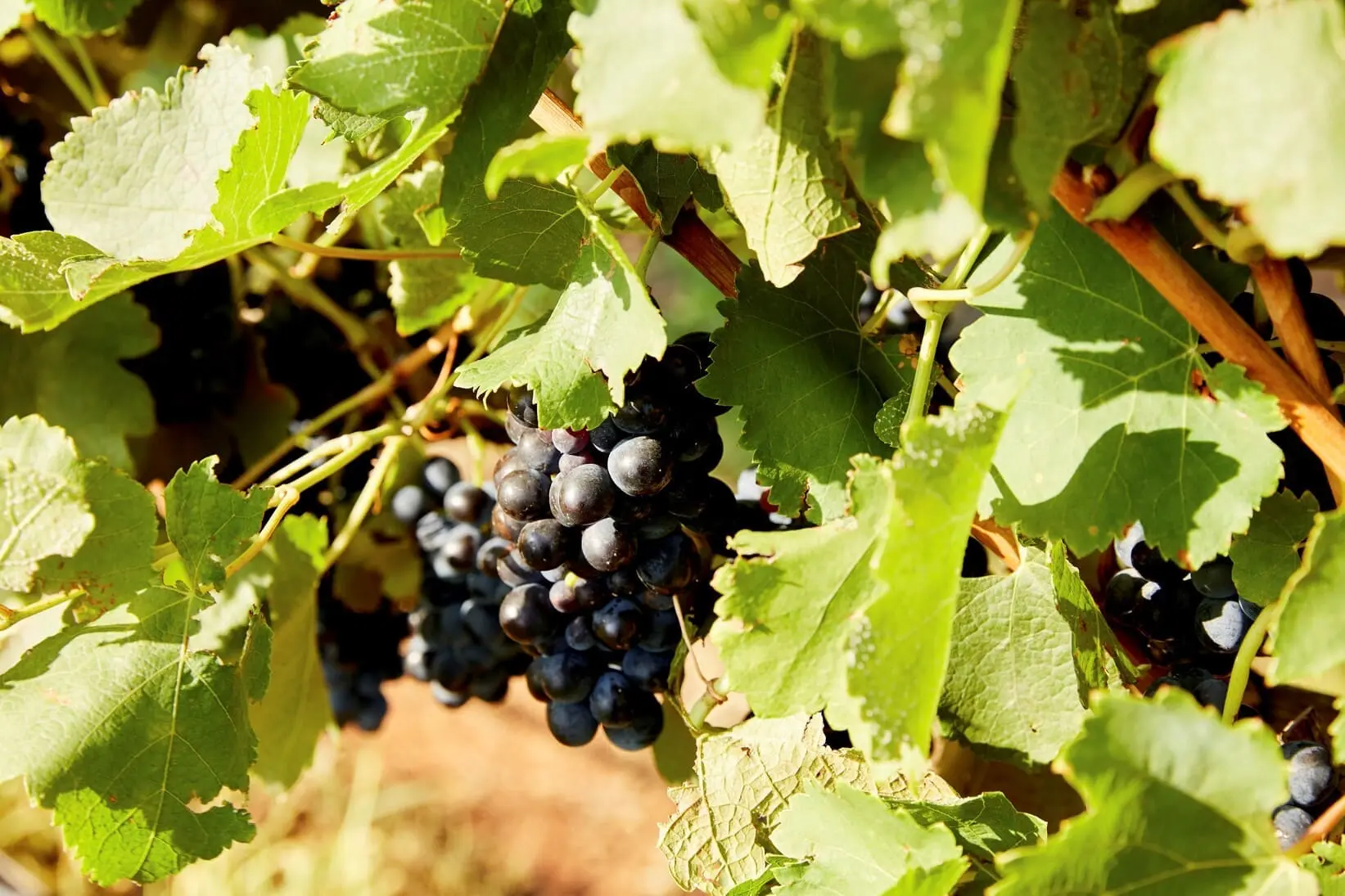 wine tours in hunter valley