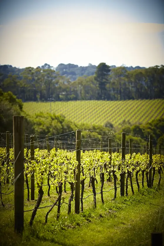 wine tours mornington peninsula