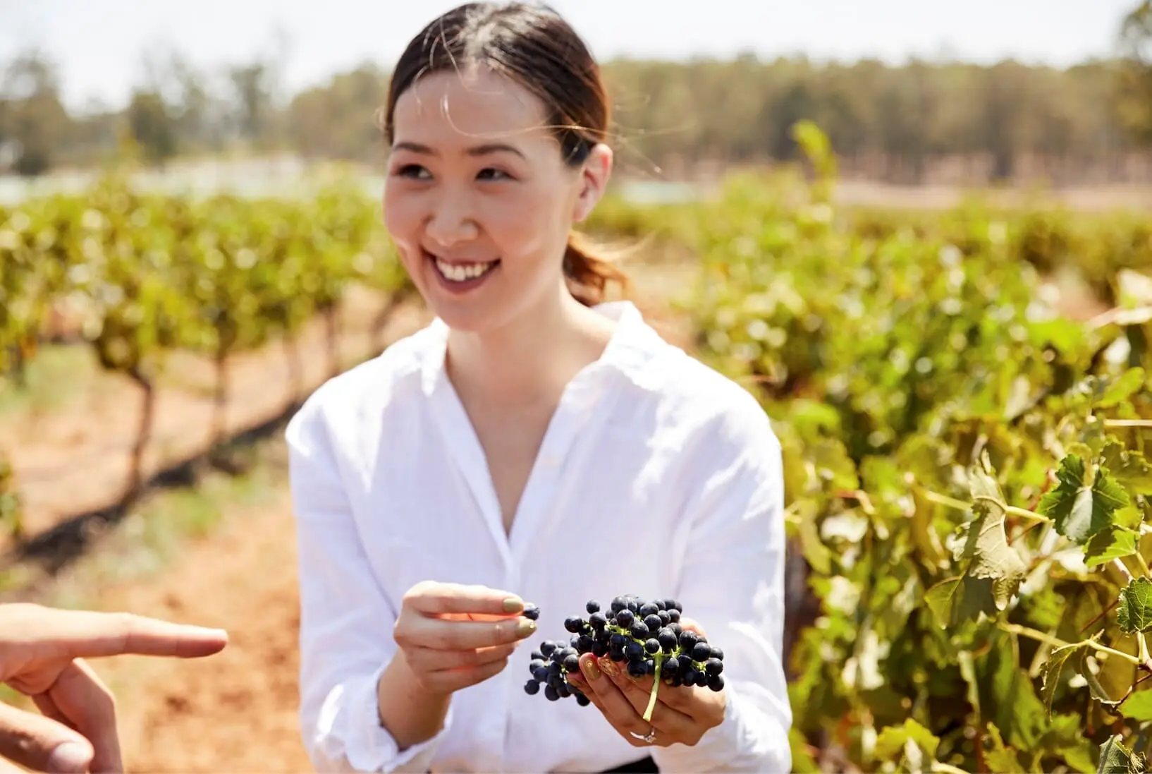 winery tours hunter valley