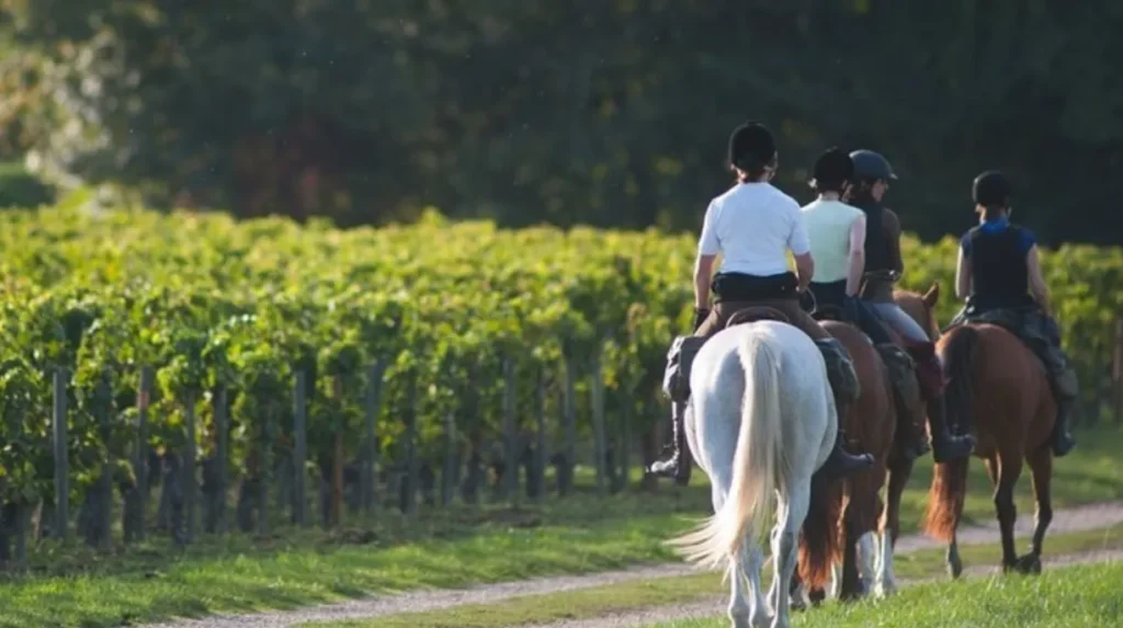 Hunter Valley Horses