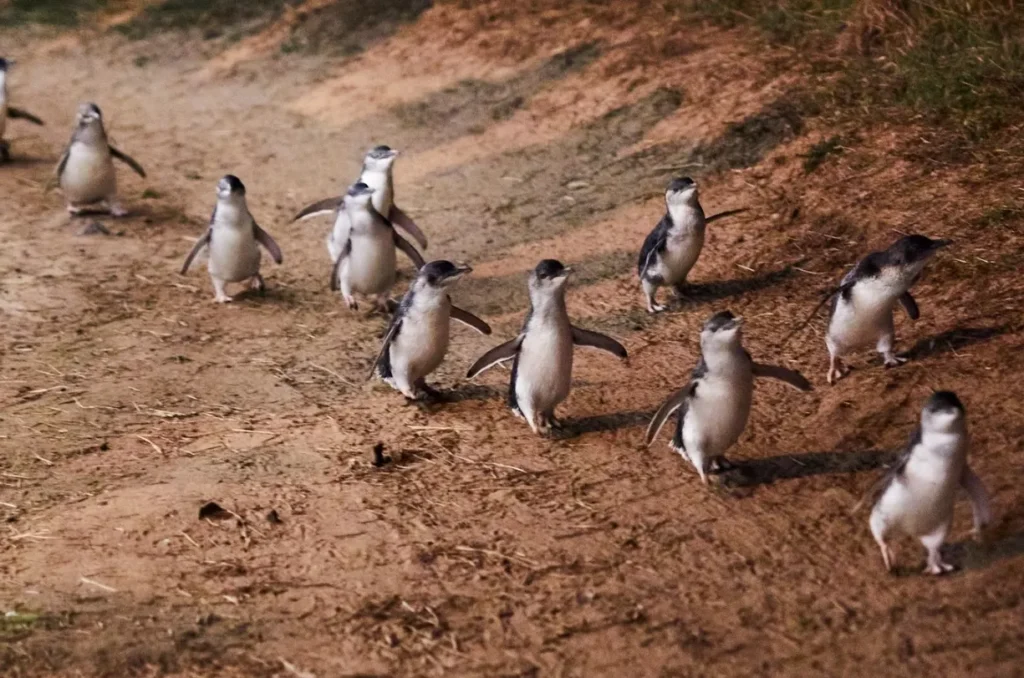 Penguin Parade