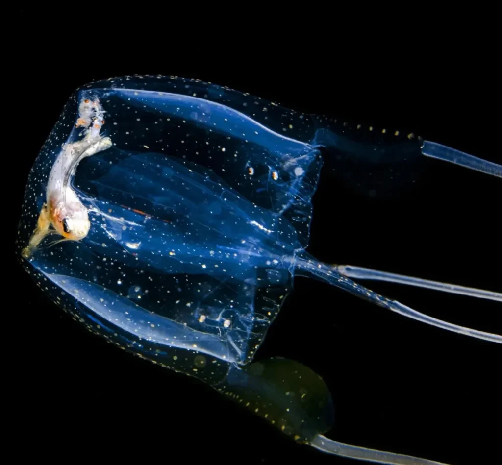 Box jellyfish