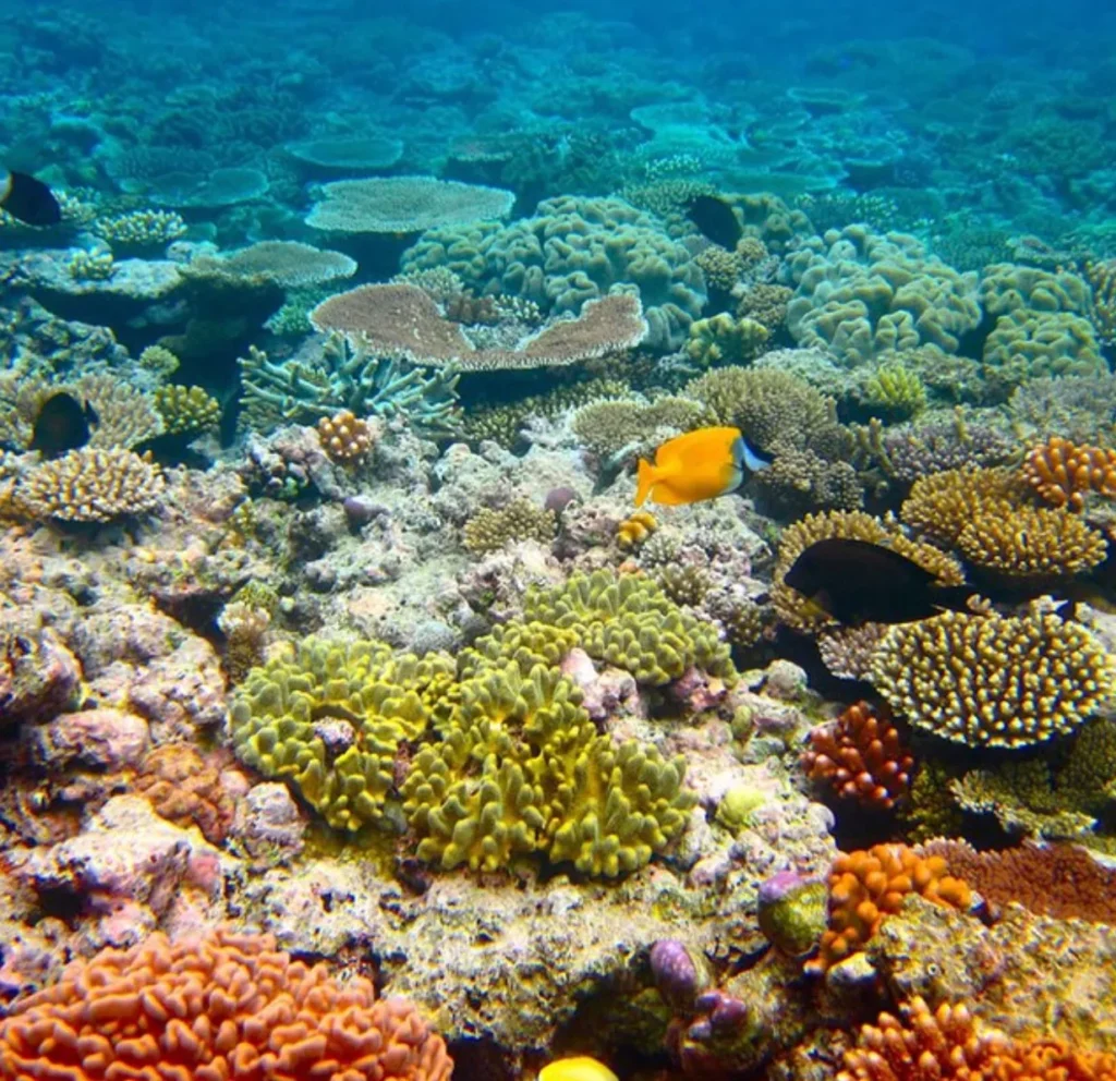 Corals