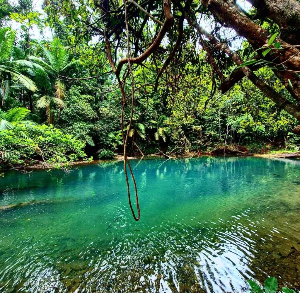 Daintree National Park
