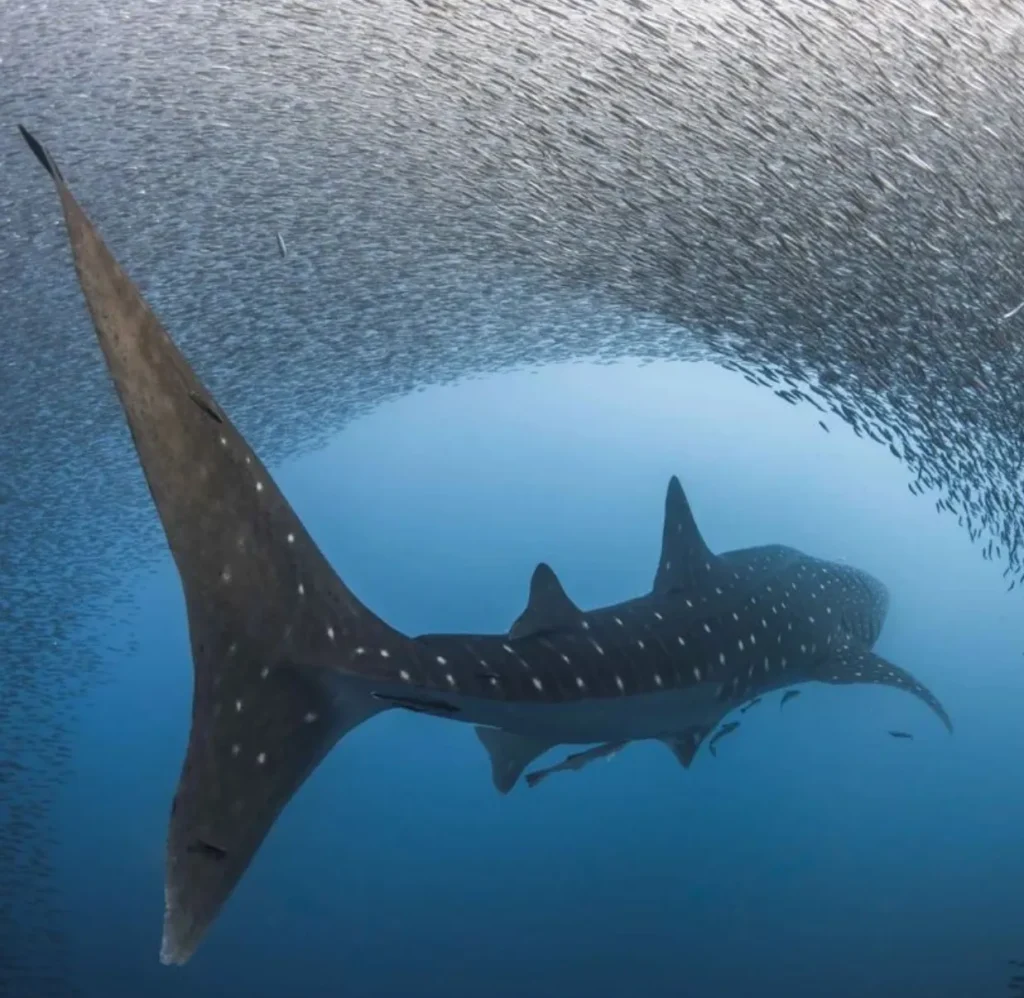 Guide for Western Australia