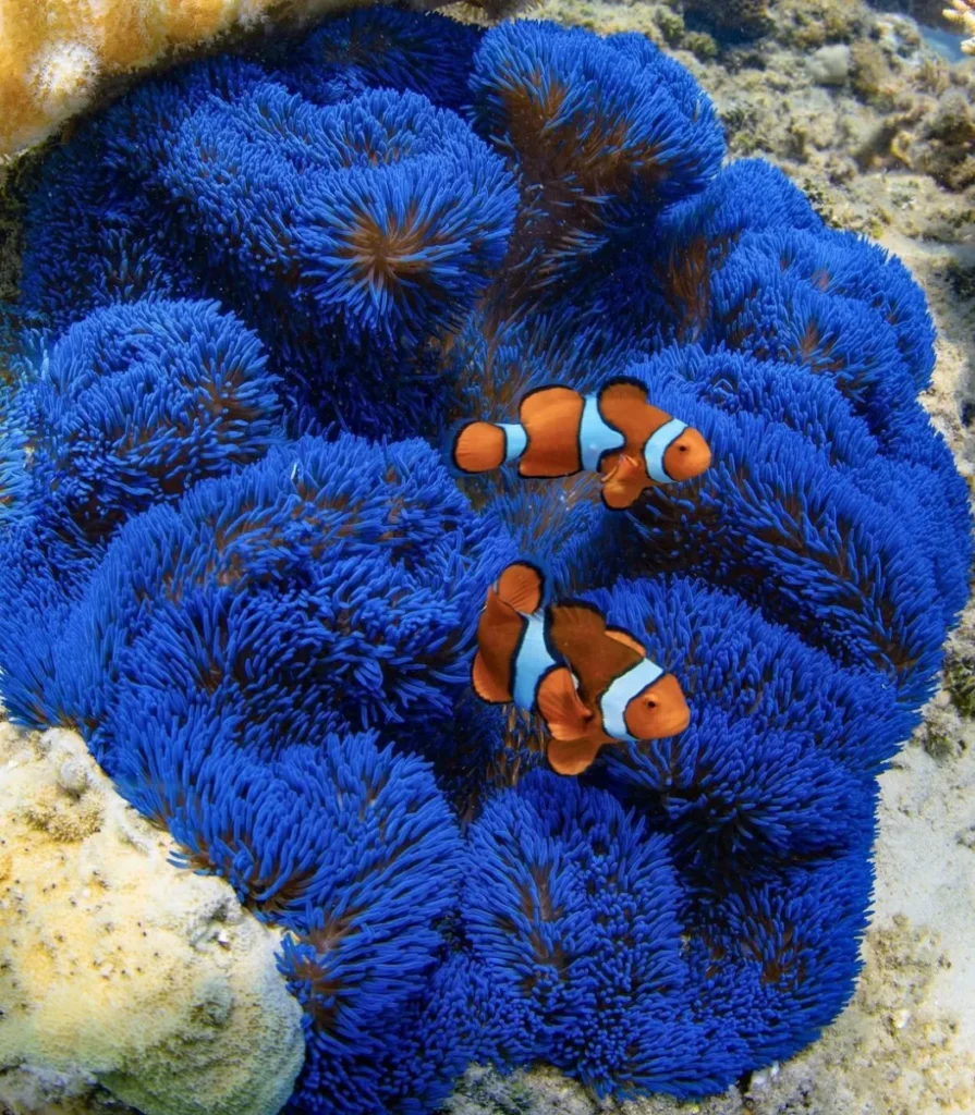 great barrier reef