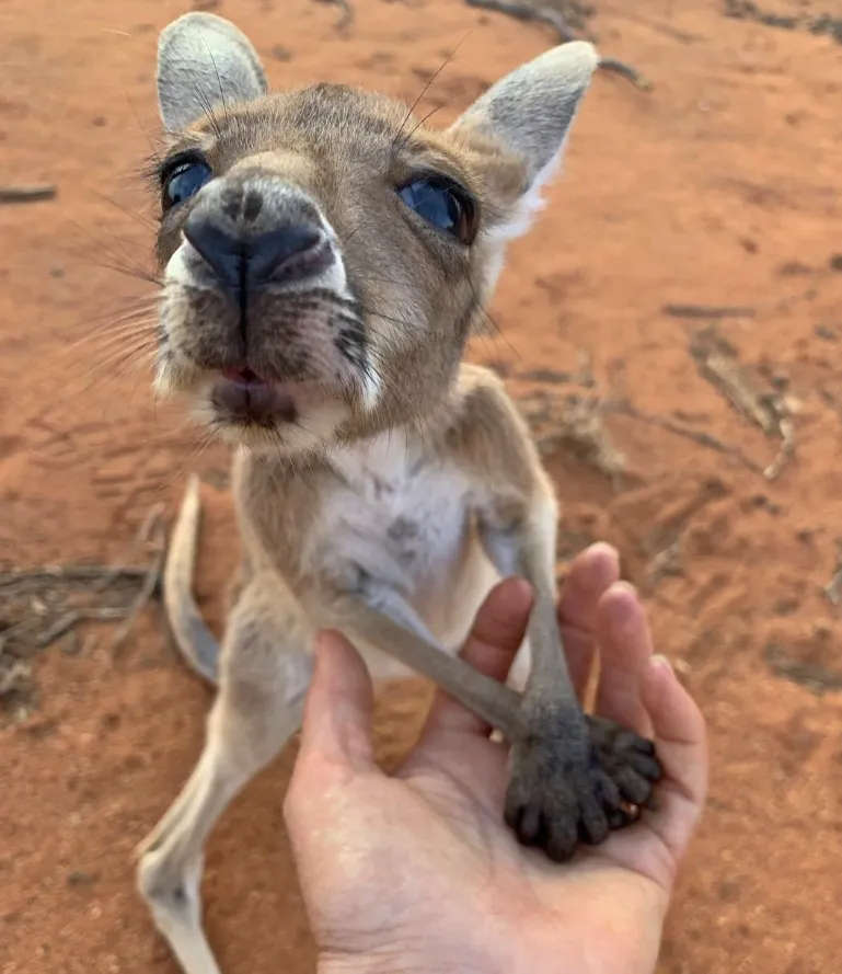 Alice Springs and Its Unique Flora and Fauna