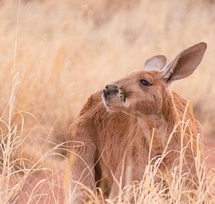 Alice Springs