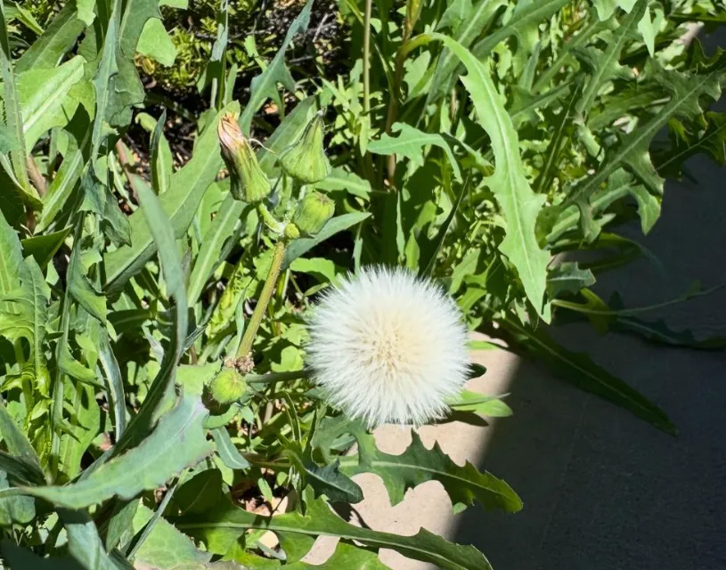 Famous Fauna of Alice Springs