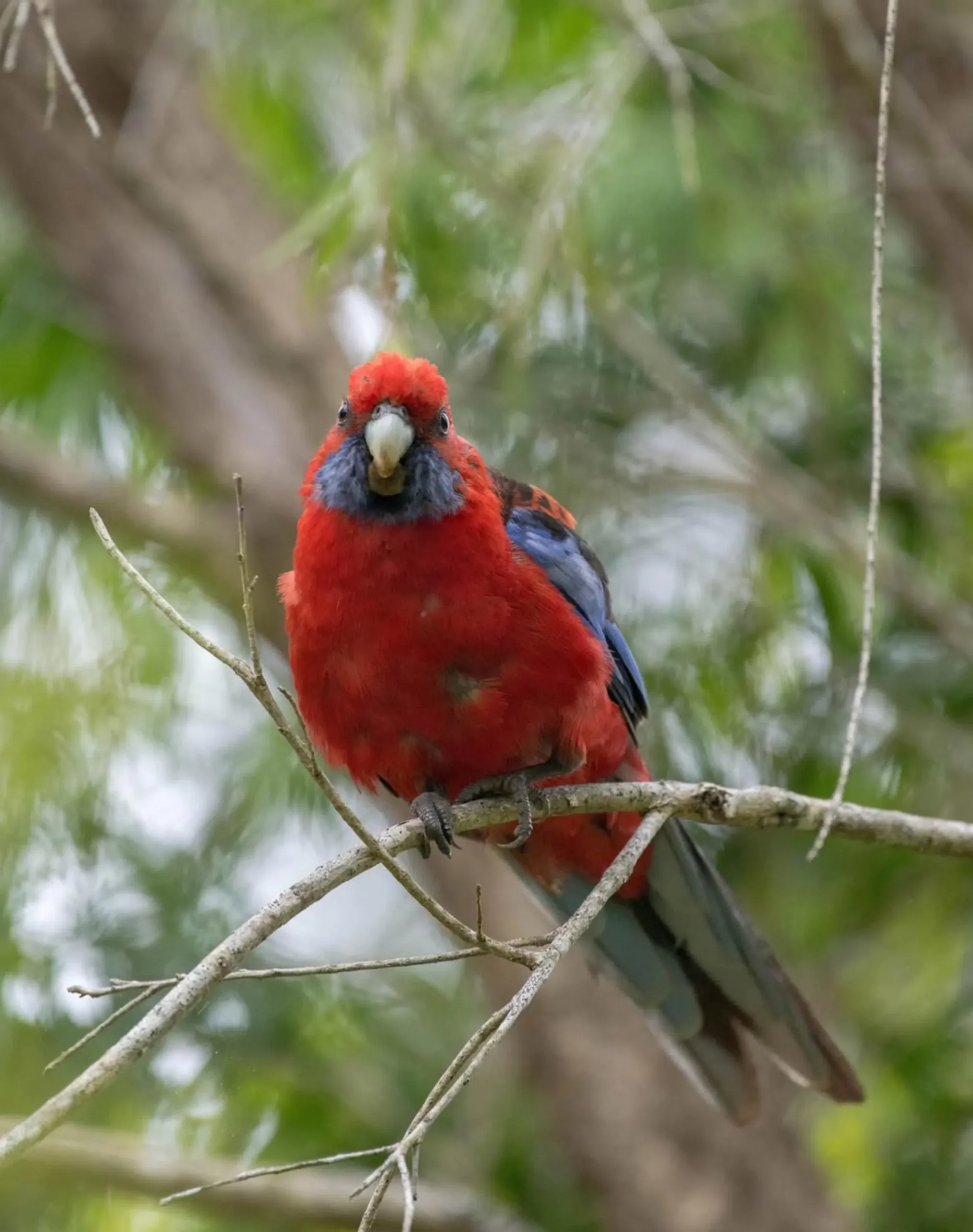 Healesville Sanctuary animals