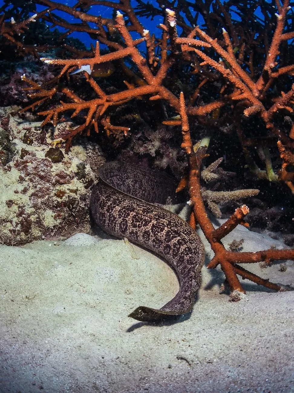 Snorkelling & Diving Tips From Someone Who’s Learned The Hard Way