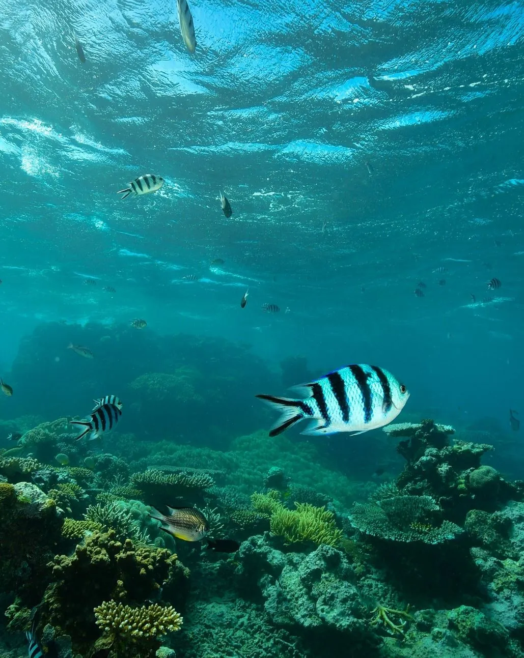 Whitsunday Islands