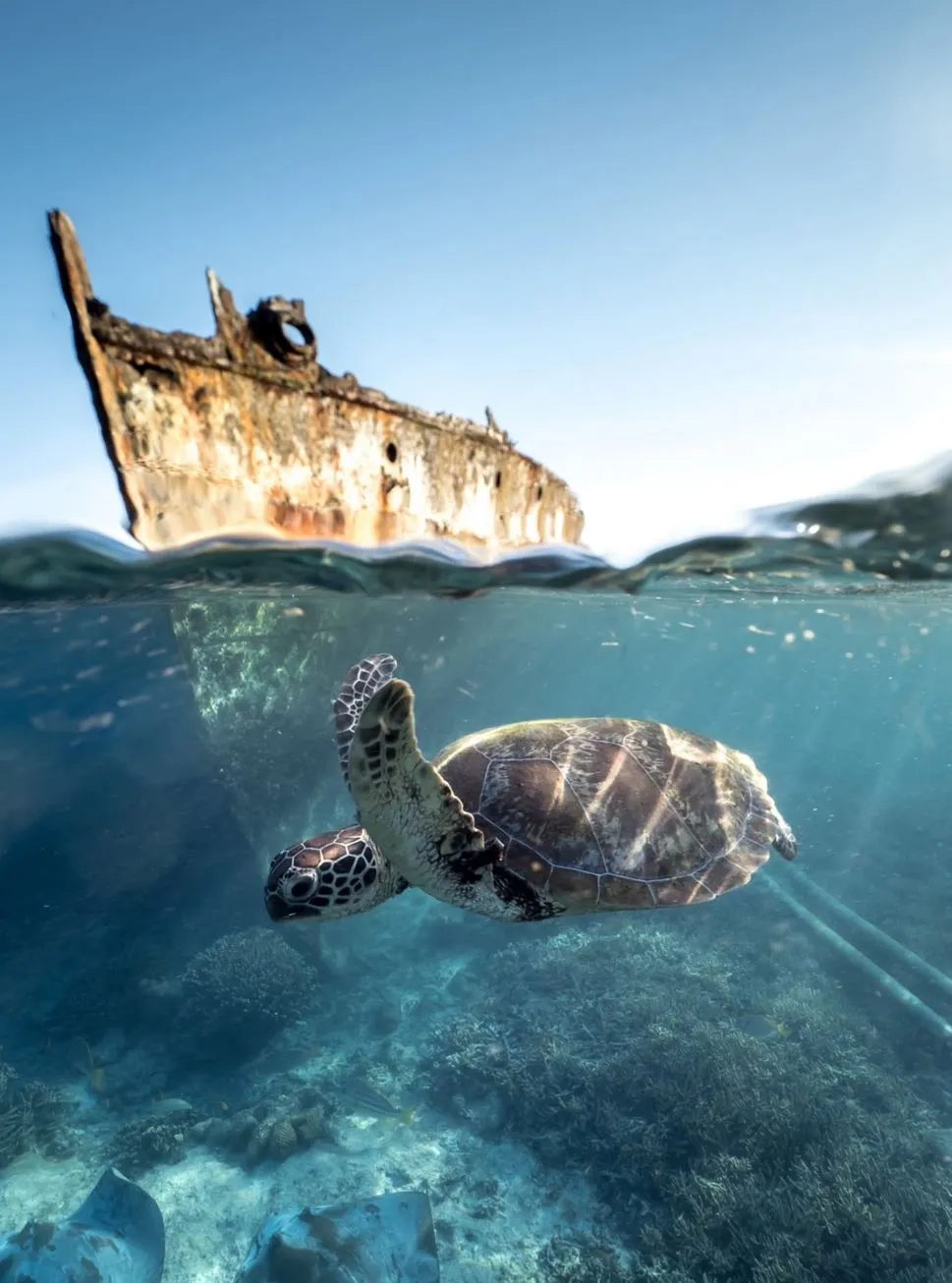 Why This Reef Giant Still Holds Its Fame
