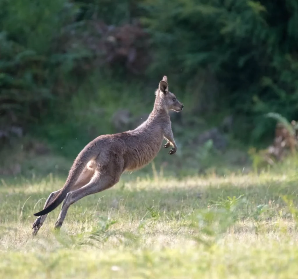 Yarra Ranges National Park wildlife