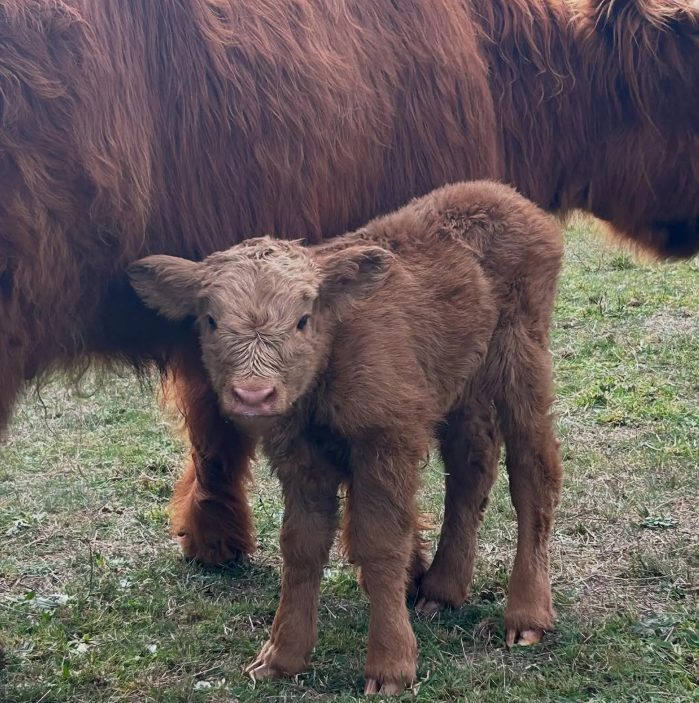 best wildlife spots Yarra Valley