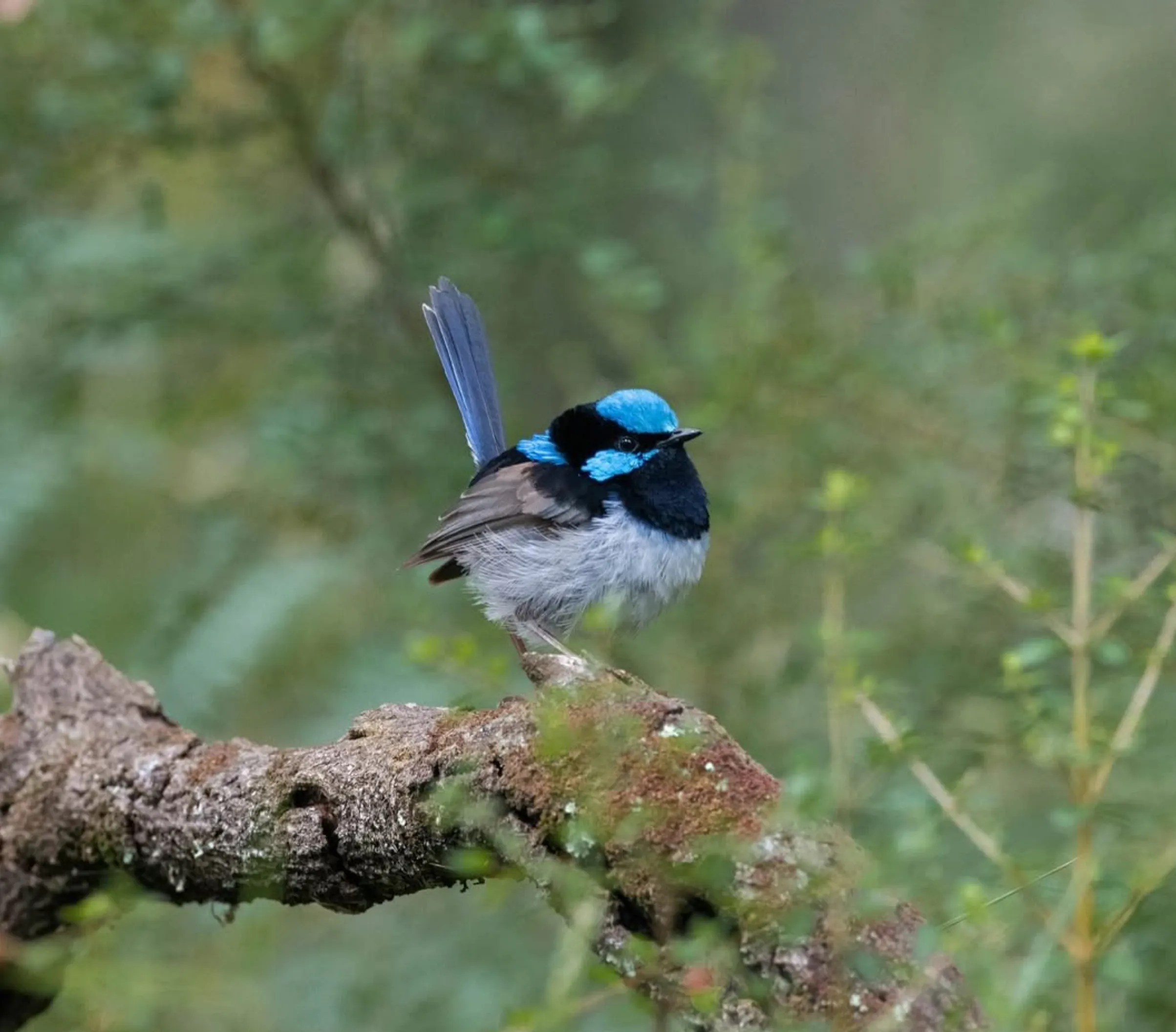 platypus Yarra Valley