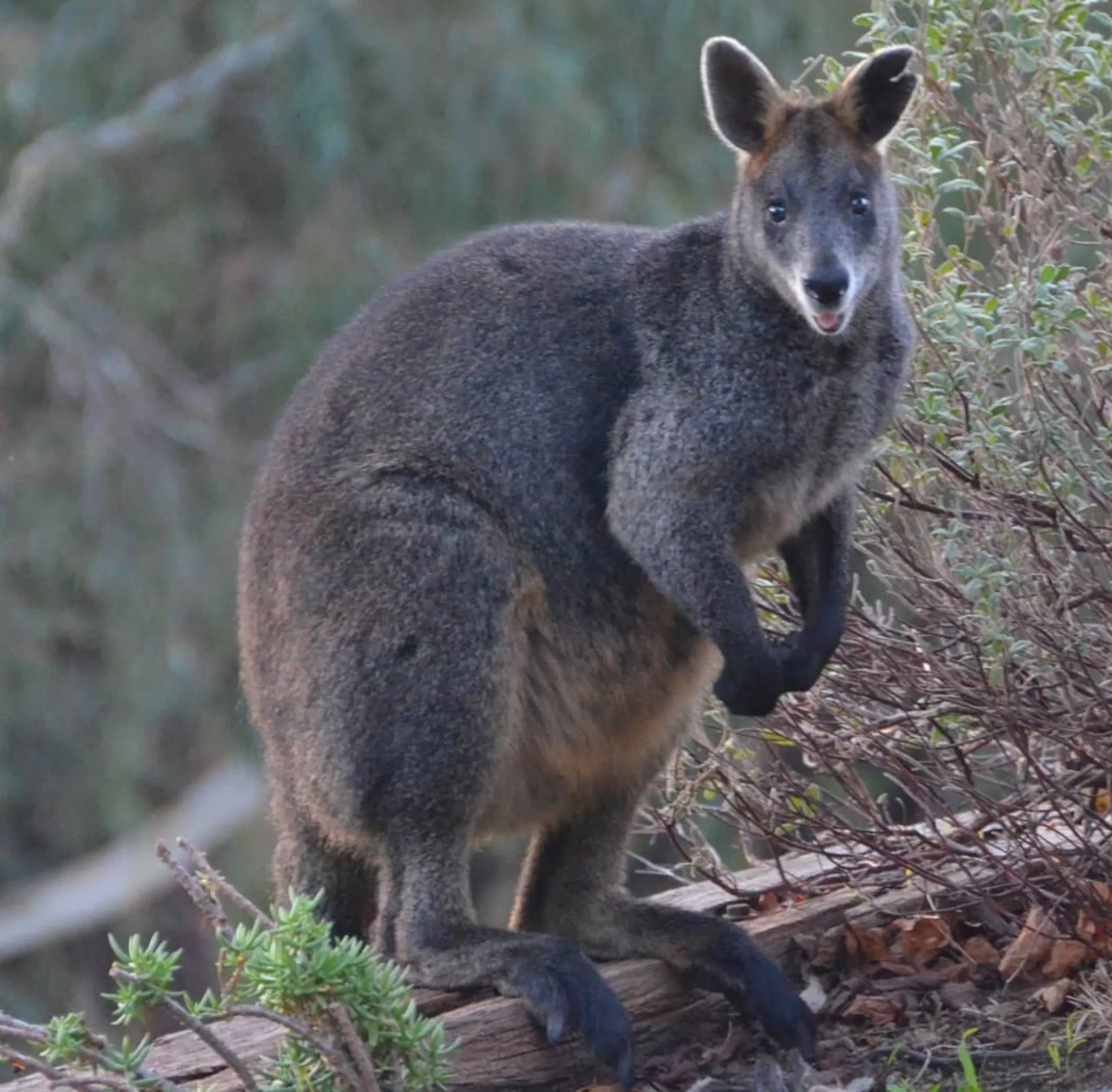 where to see animals in the Yarra Valley