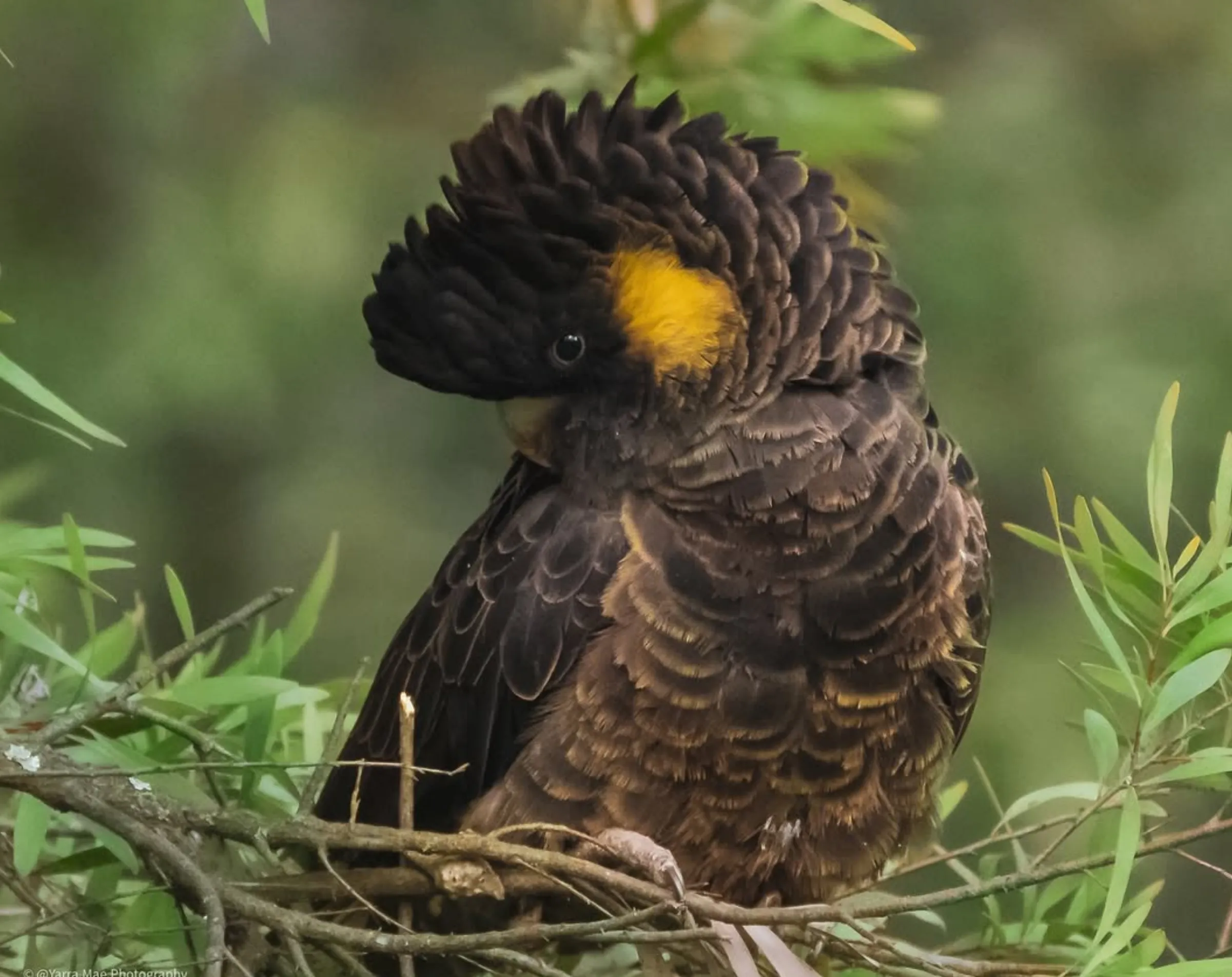 wildlife in the Yarra Valley