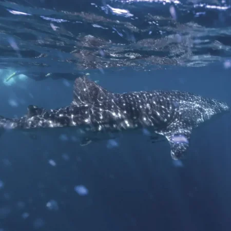 best whale shark tour exmouth